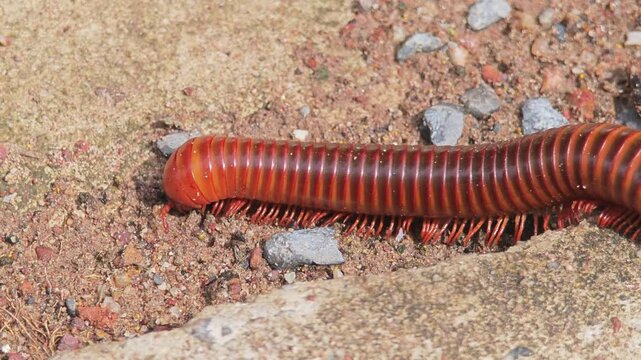Giant millipede on the floor.