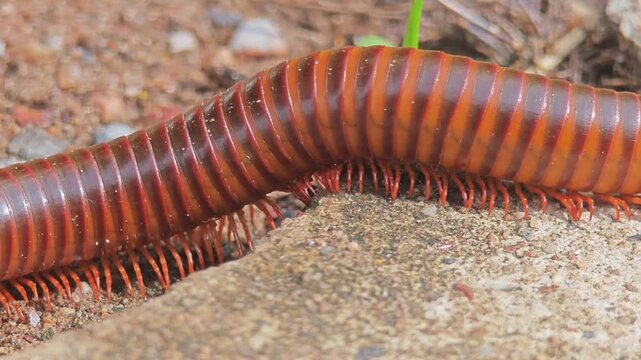 Giant millipede on the floor.
