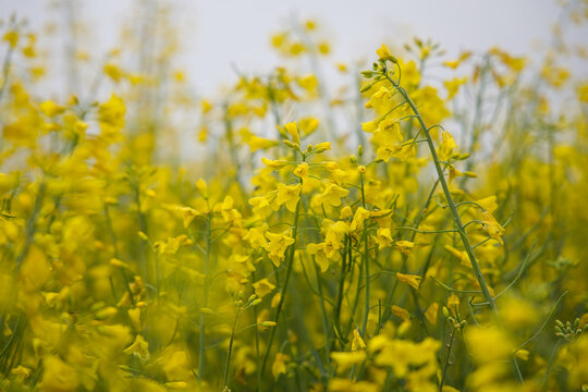 Leuchtend gelbe Rapsbl&uuml;ten in weicher Nahaufnahme mit nat&uuml;rlichem Bokeh. Fr&uuml;hlingshafte Naturaufnahme voller Farbe, Leichtigkeit und organischer Strukturen.