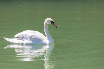 Fototapeta premium Beautiful Mute swan floats on the lake. Close-up