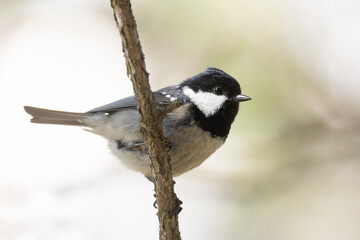 A small Coal tit bird sits on a branch © Shchipkova Elena