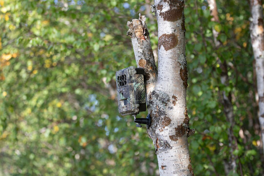 Wildlife camera trap secured to a  tree trunk, recording animal activity in nature