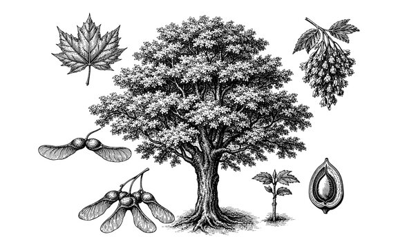Detailed illustration of a maple tree with its various parts including leaves, seeds, and sapling