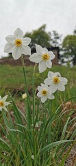 Obraz premium Narcisi selvatici