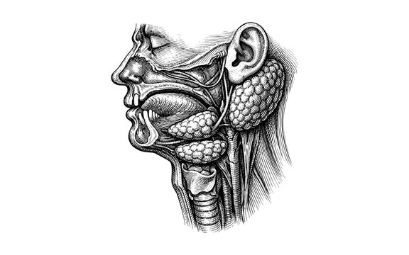 Detailed anatomical illustration of human salivary glands and oral cavity structures