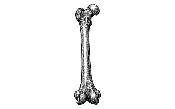 Detailed illustration of a human femur bone, a key part of the skeletal system