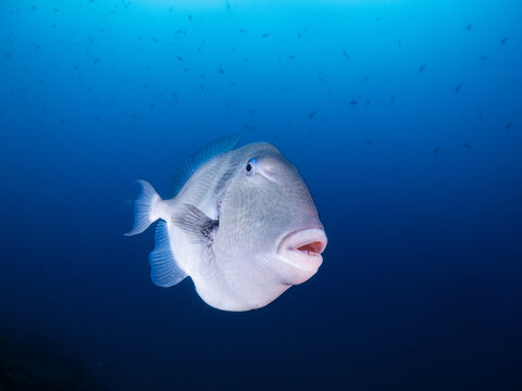 Gray triggerfish swimming in tropical ocean with a diver