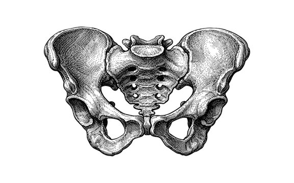 Detailed anatomical illustration of the human pelvis bone structure