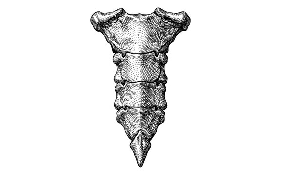 Anatomical illustration of the human coccyx bone, also known as the tailbone