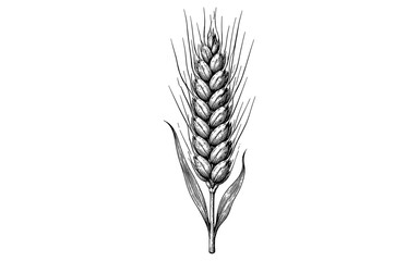 Naklejka premium Detailed black and white illustration of a single ripe wheat ear with leaves