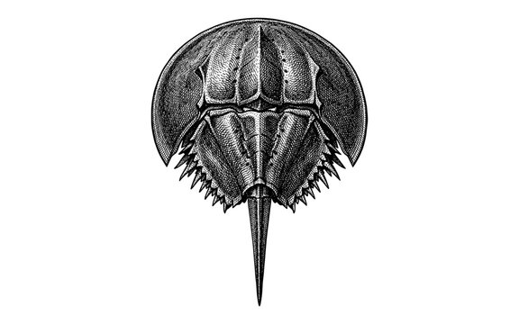 Detailed vintage illustration of a horseshoe crab's armored exoskeleton and sharp tail