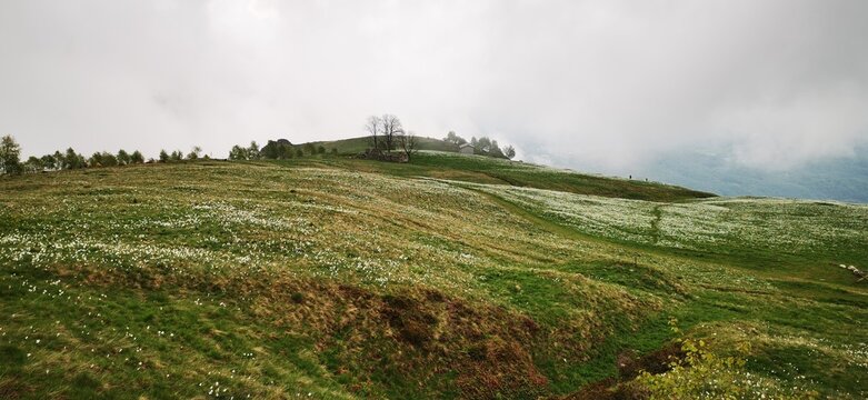 Narcisi selvatici