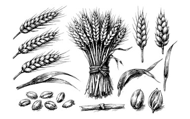 Obraz premium Detailed hand-drawn illustration of wheat stalks, grains, and leaves in black and white