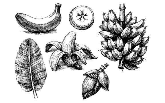 Detailed ink sketch of various banana plant elements including fruit and leaves