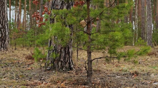 Static shot of a small pine tree with branches moving gently in the wind. Calm outdoor nature scene with natural motion and forest atmosphere.