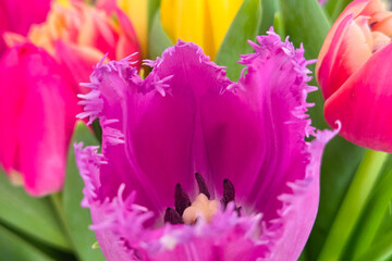 Naklejka premium Vibrant Fringed Tulips in Bloom - Spring Floral Beauty for Garden and Home Decor
