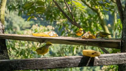Golden Tanagers eating sweet banana slices on feeder © nicoescobarphoto