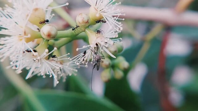 Java Plum Tree Blossoms with Foraging Ants and Single Mosquito