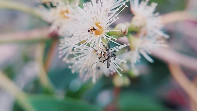 Macro Video of Java Plum Blossoms with Foraging Black Ants