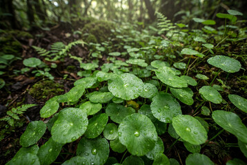 Fototapeta premium Vibrant green asiatic pennywort leaves with water droplets in forest