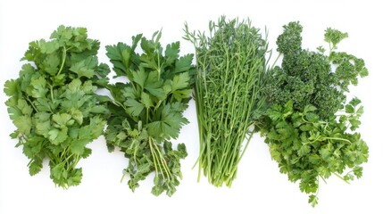 Fototapeta premium Assortment of Fresh Green Culinary Herbs on White
