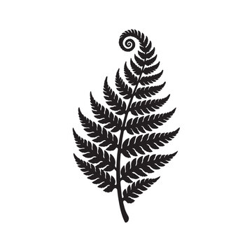 Silver fern leaf vector silhouette, black botanical frond icon on white background, koru spiral fern branch for nature branding and logo design