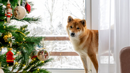 Shiba Inu stands by a window, watching Christmas lights © I