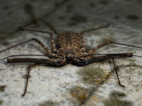 Rare tailless whip scorpion macro photography, Generative AI