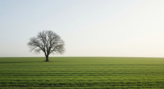 A single, stark tree stands isolated in a vast, awakening green field under a pale morning sky, symbolizing transition and solitude in early spring, spring, moody, morning