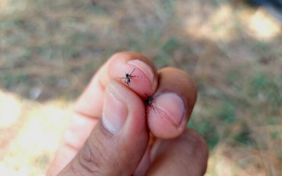 Close Up View Of Two Dead Mosquitoes On Human Fingers