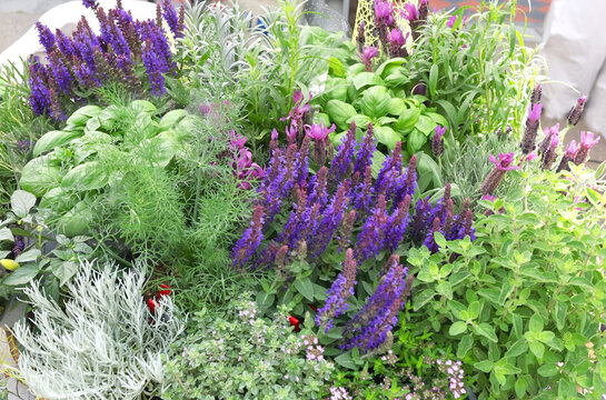 DIANO MARINA, ITALY - MAY 9, 2026: Rich display of aromatic herbs including lavender sage basil and rosemary at Aromatica festival. Diverse collection of fresh Mediterranean plants showcases regional