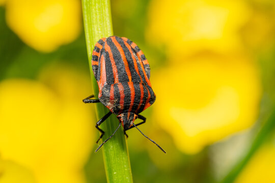 Striped shield bug