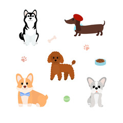 Obraz premium Cute dogs collection with different breeds, flat vector illustration of husky, corgi, dachshund, poodle and french bulldog, pet accessories and paw prints isolated on white background.