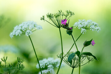 Fleurs de champs, Silene Dioîque © DELAIRON