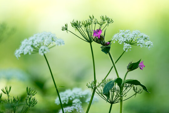 Fleurs de champs, Silene Dio&icirc;que