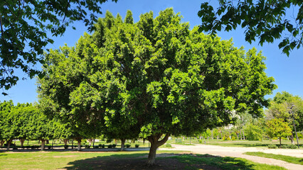 Fototapeta premium A tree of Ficus microcarpa is a dense evergreen landscaping tree with glossy foliage, widely used in parks for shade but with aggressive roots that may damage nearby infrastructure.