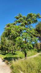 Fototapeta premium A tree of Melia azedarach (chinaberry or persian lilac) is a fast-growing deciduous ornamental tree with a spreading crown and fragrant lilac star-shaped flower clusters in spring.