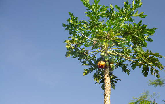 papaya tree with fruit eaten by pests