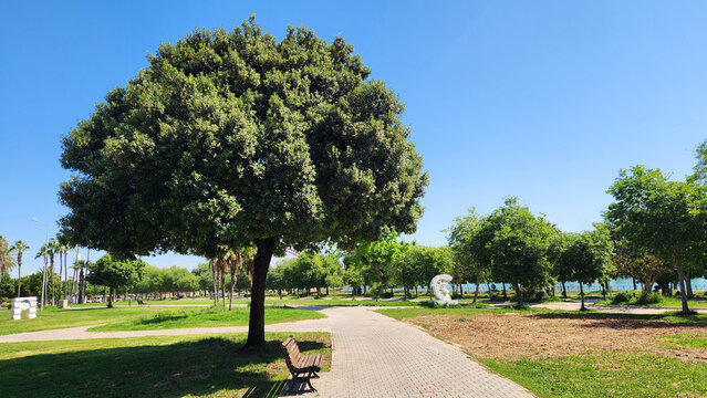 Quercus ilex is a Mediterranean evergreen oak with glossy leaves and acorns, highly drought and frost tolerant, commonly used in city parks and capable of living over 1000 years.