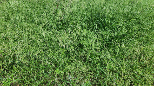 Teff grass (Eragrostis tef) is a fast-growing annual forage crop from ethiopia, high in protein, drought tolerant, and used for livestock feed and gluten-free grain production.