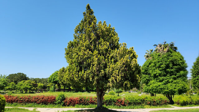 A tree of Platycladus orientalis is an evergreen conifer used in landscaping, with scale-like aromatic foliage, pyramidal young form, and mature conical shape up to 25 m tall.