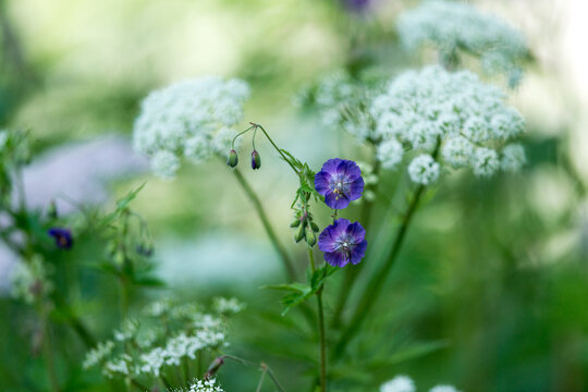 Fleurs de champs