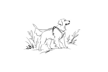 Fototapeta premium Elderly Golden Retriever Using a Supportive Mobility Harness