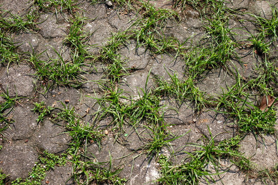 Texture of nut grass Cyperus rotundus growing wild between the gaps of old and mossy street paving blocks.