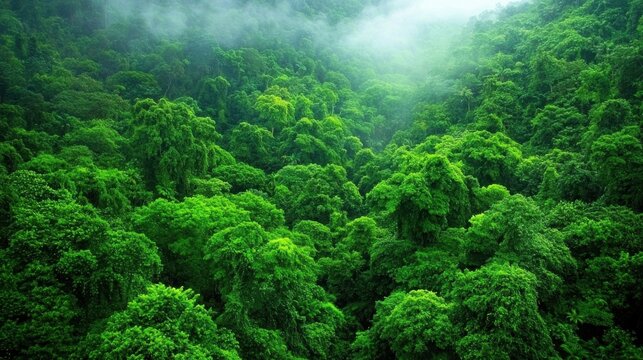 jungle rainforest dense canopy Aerial view of a dense rainforest canopy, showing the vast expanse of green foliage