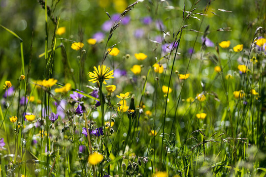 Fleurs de champs