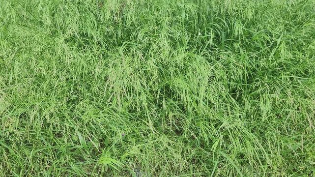 Teff grass (Eragrostis tef) is a fast-growing annual forage crop from ethiopia, high in protein, drought tolerant, and used for livestock feed and gluten-free grain production.