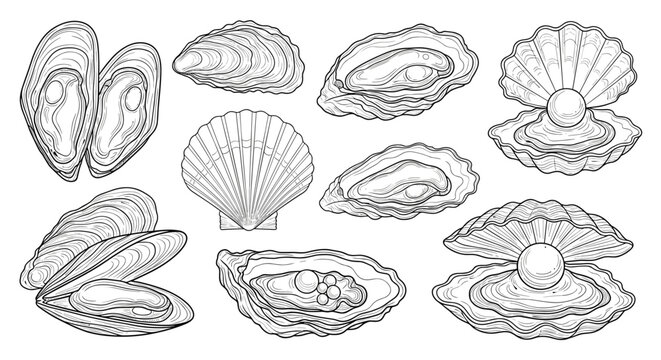 Detailed black and white sketches of various oyster and mussel shells including open shells with pearls for culinary and marine themes.