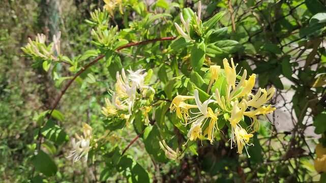 Flowers with fragrances as intense and captivating as honeysuckle are relatively rare. However, in the spring season, several plants fill nature with strong and distinctive aromas, becoming some of th