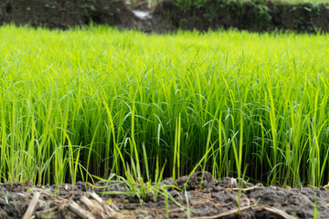Obraz premium Green rice fields in rural Indonesia.